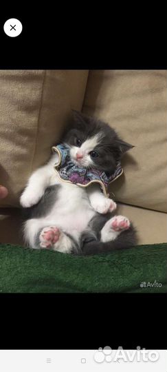 Котенок Кали