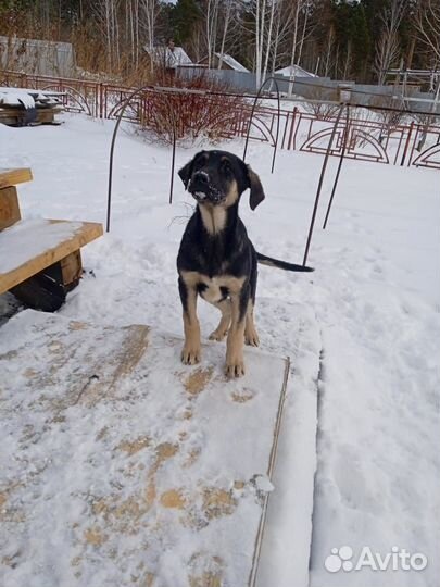 Отдам в добрые руки