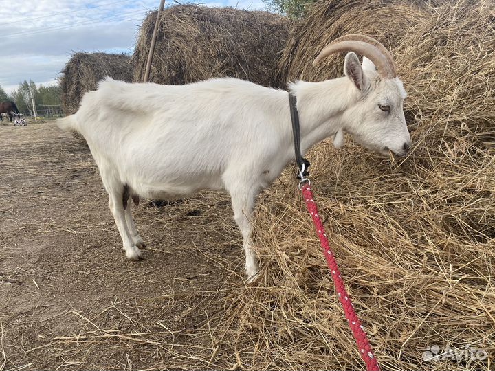 Продам козу