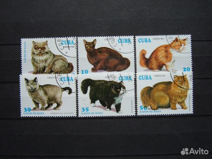 Фауна. Кошки