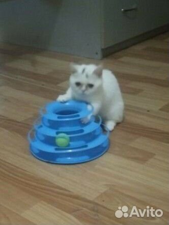 Котята манчкин
