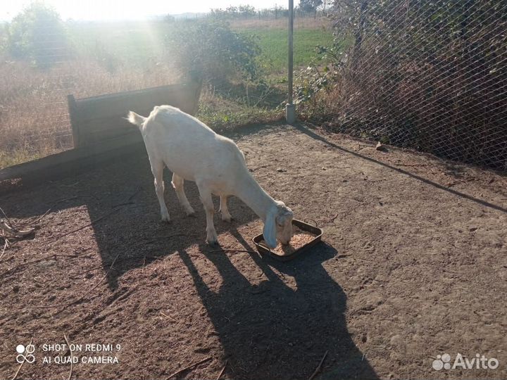 Коза нубийская