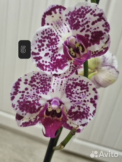 Орхидея фаленопсис