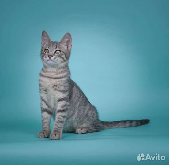 Очаровательный котёнок Кальмар (4 мес)