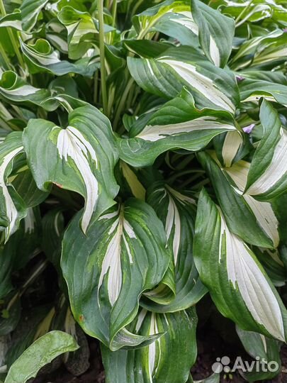 Продам хосты