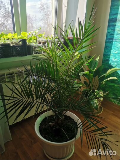 Продаётся финиковая пальма