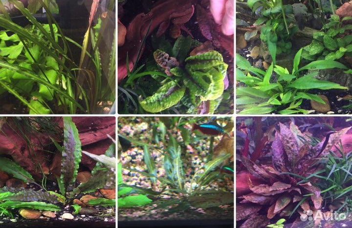 Аквариумные растения