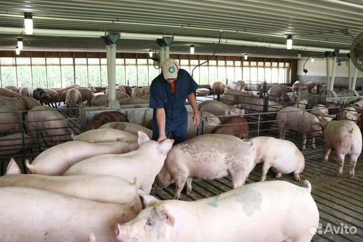 Рабочий на приём поросят (Вахта Тамбов)