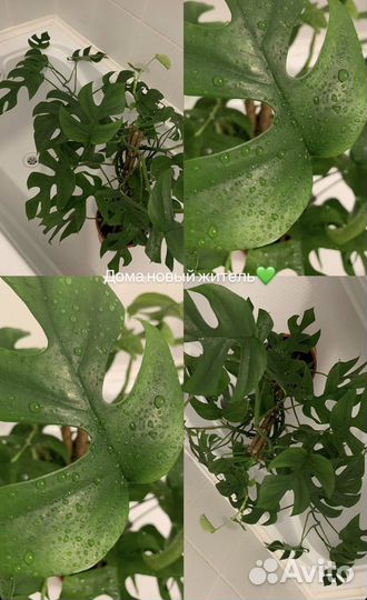 Монстера минима