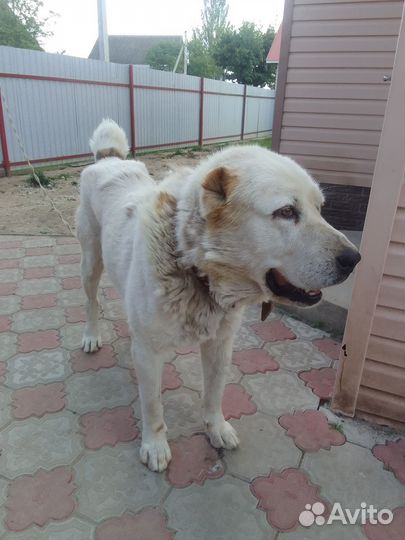 Алабай в хорошие руки