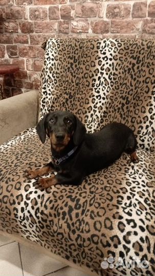 Такса ищет хозяина