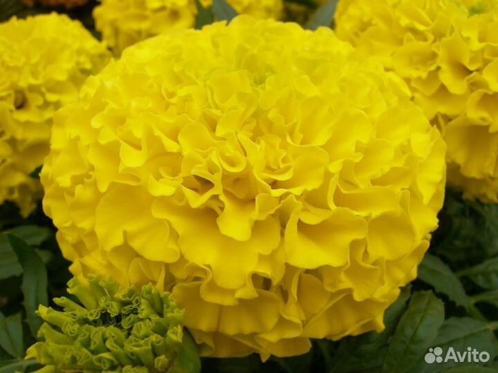 Бархатцы прямостоячие F1 Тайшан Йеллоу