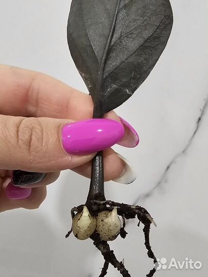 Замиокулькас черный равен