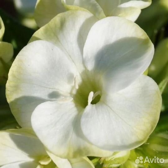 Флокс метельчатый Джэйд