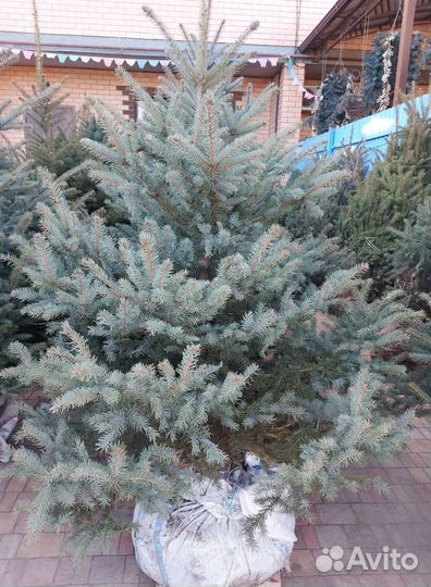 Ели живые от 2.5м