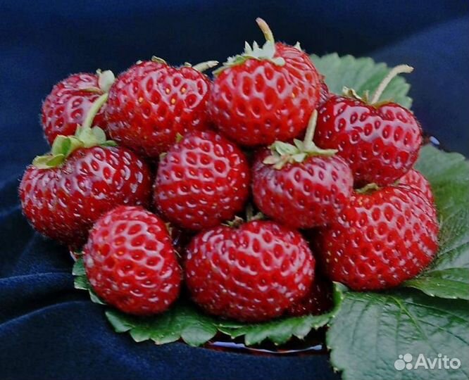 Рассада клубники Мице шиндлер