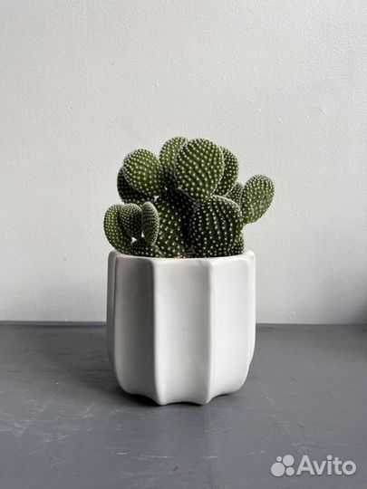 Кактус Опунция