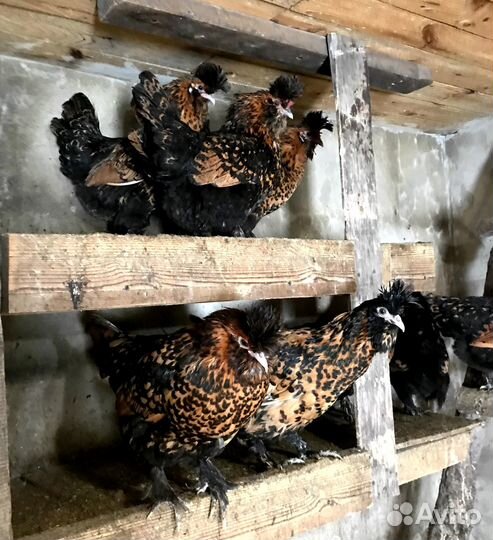 Инкубационное яйцо и цыплята Павловские золото