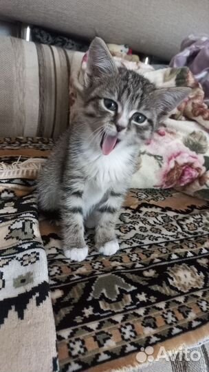 Котёнок в дар