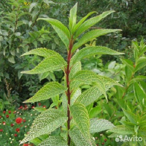 Посконник,Молочай,Форзиция, Кизильник,Дейция