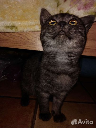 Домашняя кошка