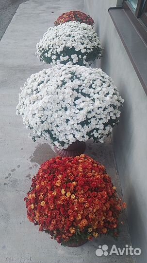 Хризантема шаровидная