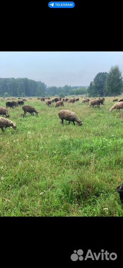Продаем овец баранов и овце-маток 1000+ голов