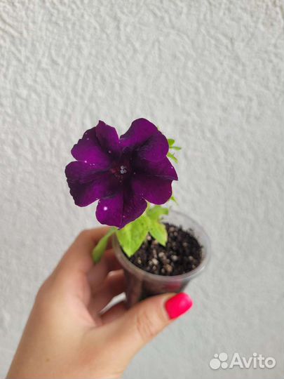 Петунии вегетативные