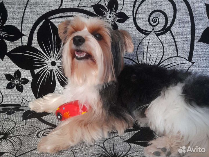 Щенки бивер йорка