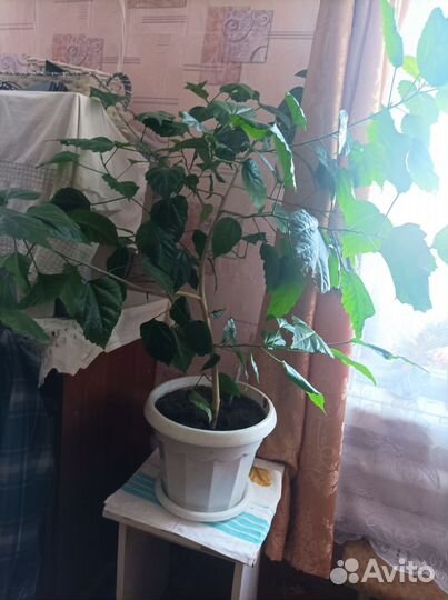 Китайская роза
