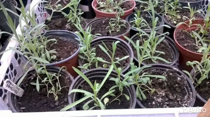 Гвоздика турецкая