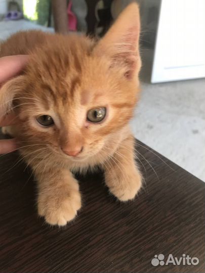 Котята в добрые руки, бесплатно