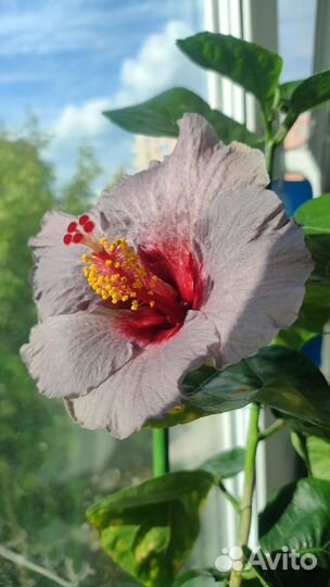 Привитый гибискус сортовой