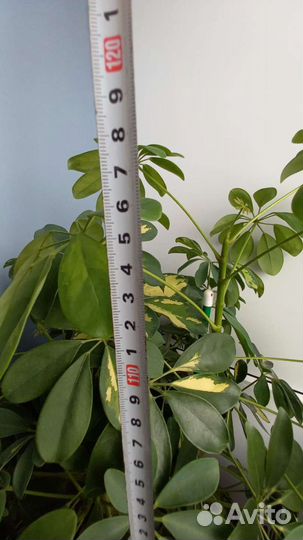 Цветок шефлера