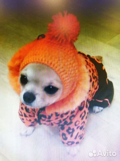 Зимний комбинезон For my dogs