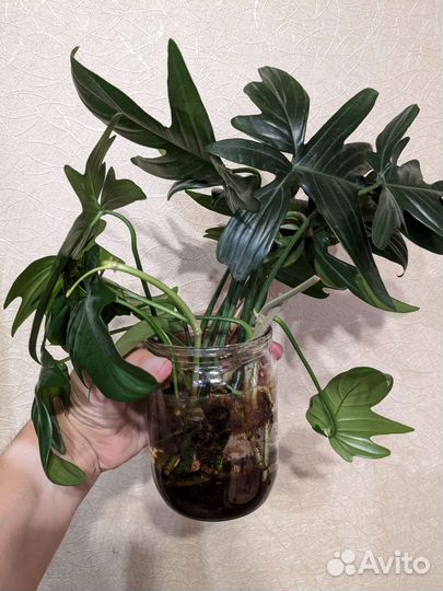 Филодендрон