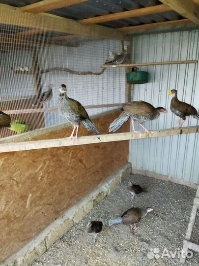 Фазаны, павлины