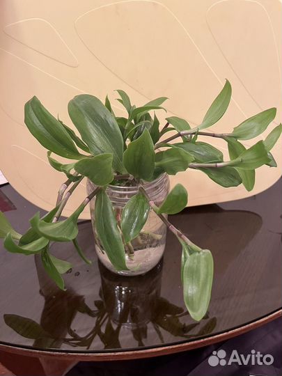 Традесканция зеленая