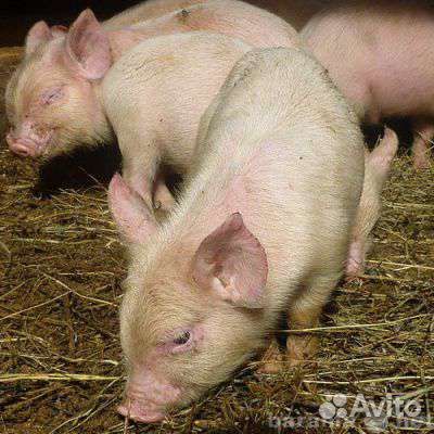 Поросята белые русские как в СССР