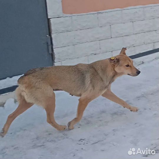 Собака