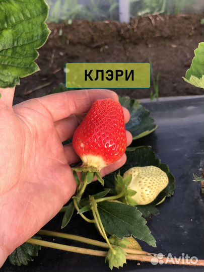 Семена клубники