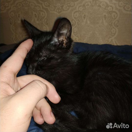 Черный Котенок