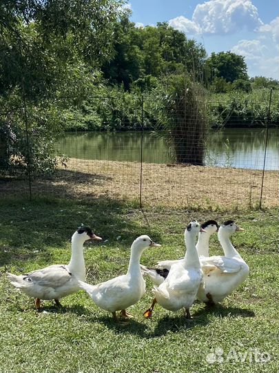 Утки муларды