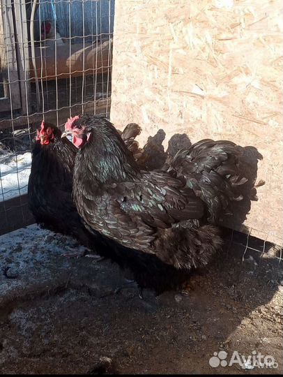 Цыплята Орпинктон разных окрасов