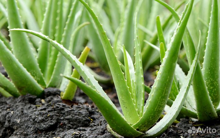 Комнатные растения цветы бесплатно