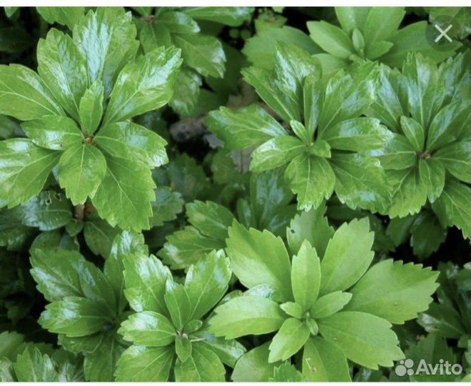 Пахизандра