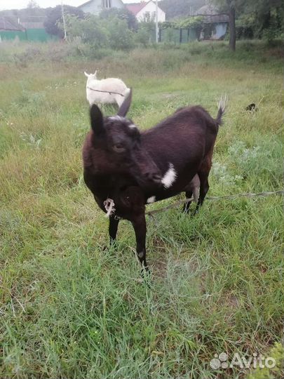 Зааненская коза