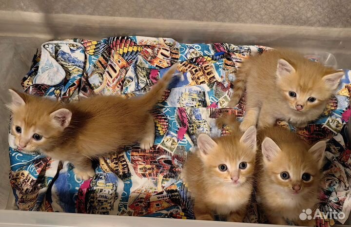 Котята в добрый и ласковые руки