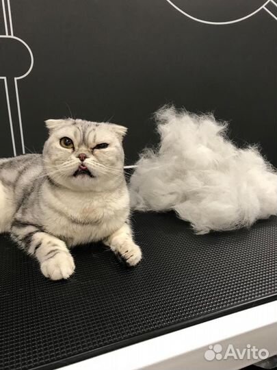 Стрижка собак и кошек с выездом на дом