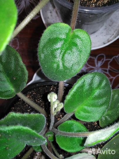 Фиалка голубой дунай